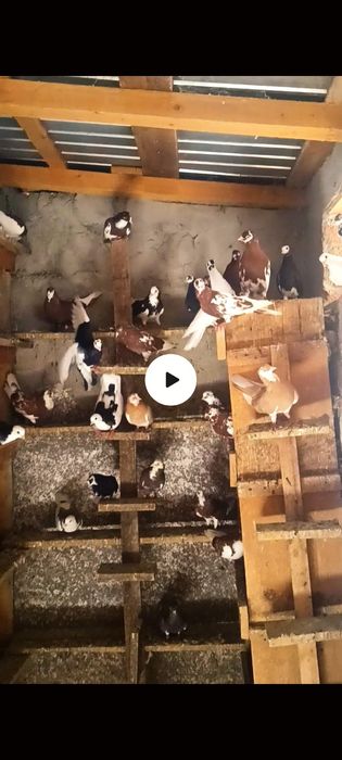 Porumbei jucători de Galați