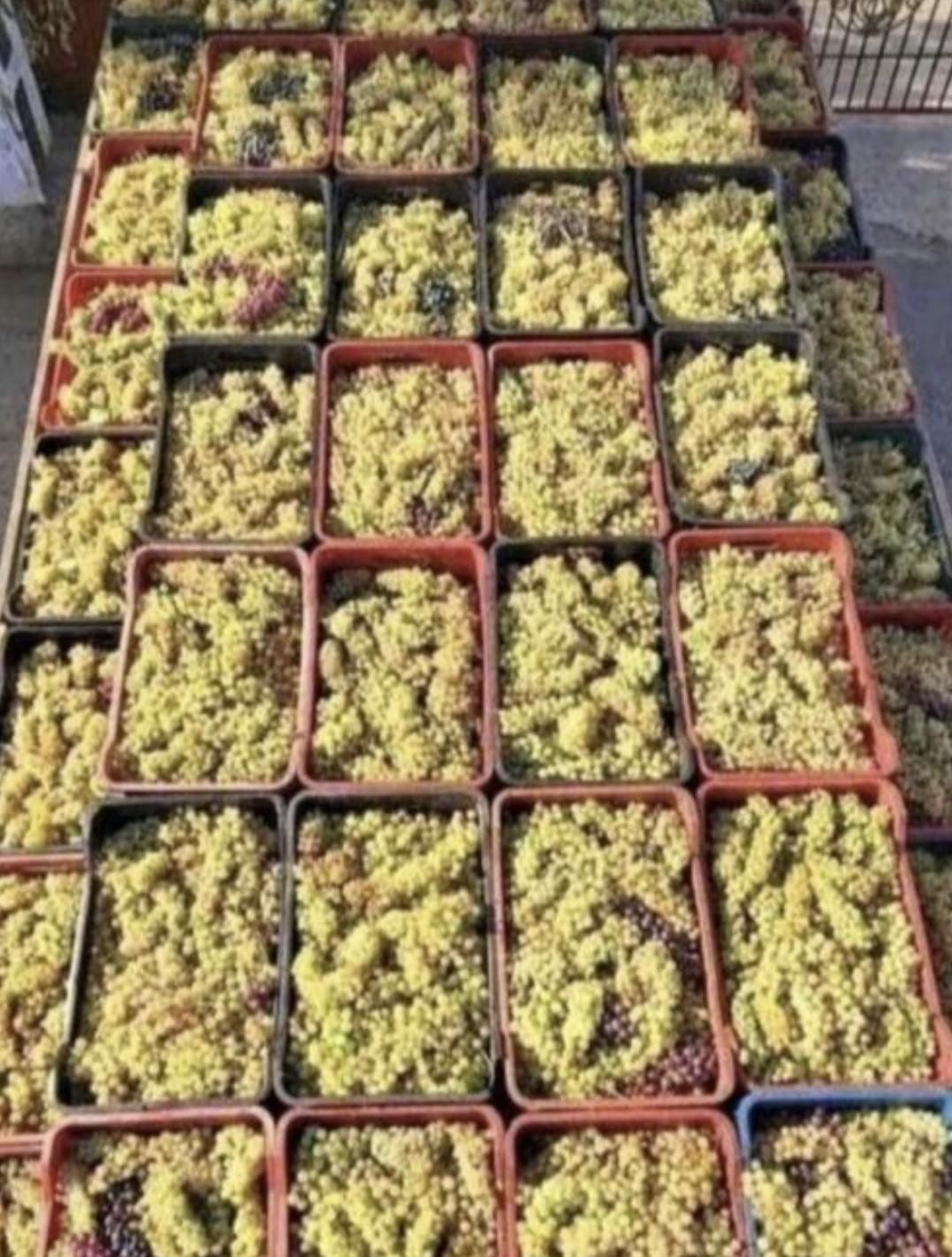 Struguri de vin producție PROPRIE