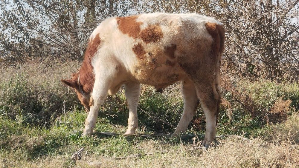 Buqacha sotiladi 9 ,10 oylik