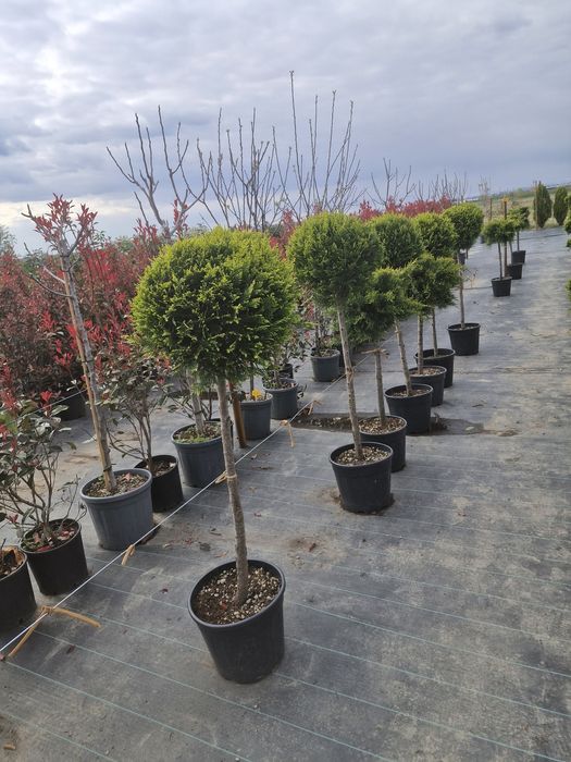 Tuia leylandii super oferta gazon rulou sport rustic