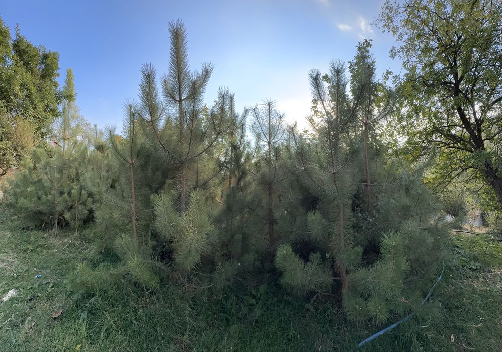 Кирим сасна арчалари сотилади