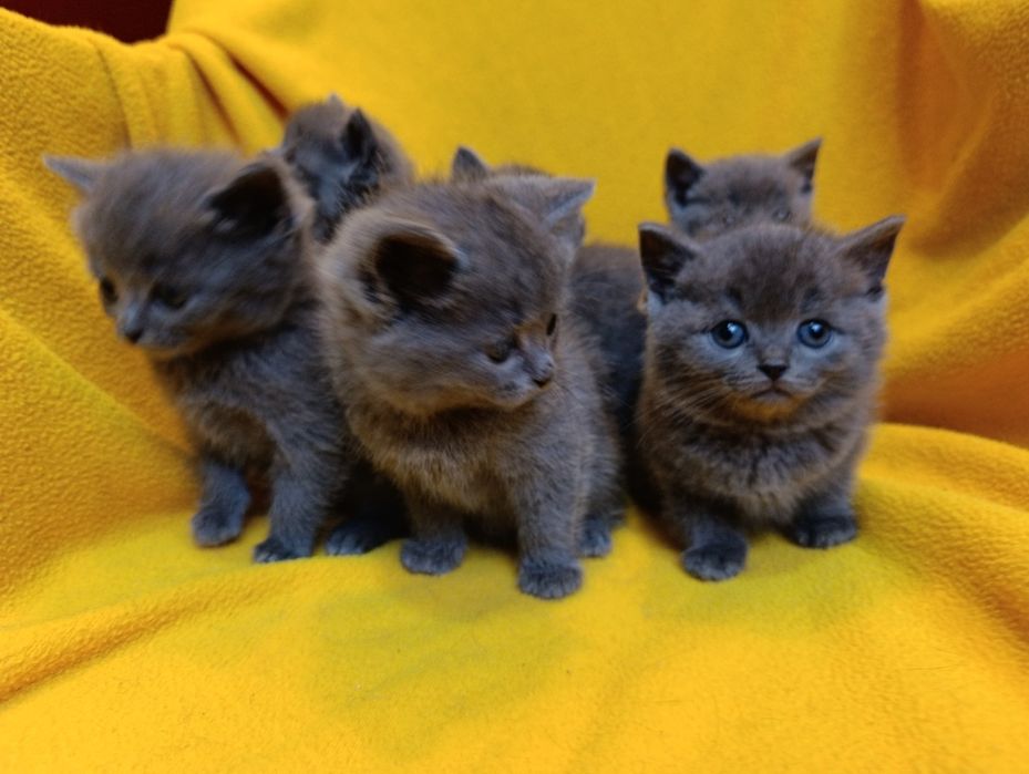 Котета порода Руска синя котка