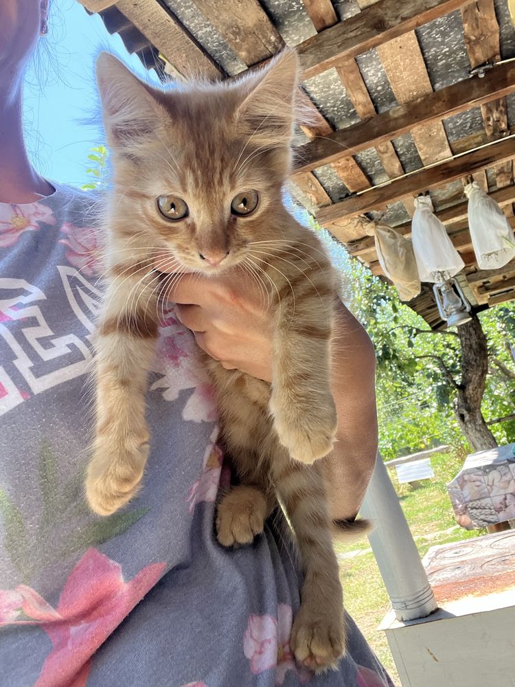 Три котета търсят дом!