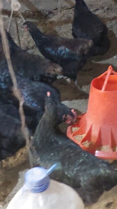 Gigant Jers zotli tovuq tuxumlariga zakaz olamiz