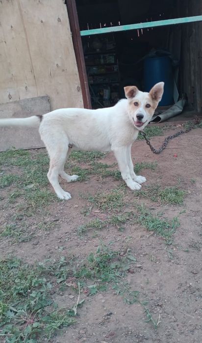 Отдам хорошие руки собачку