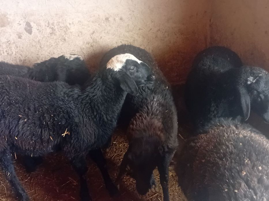 qo'y sotaman uzimniki