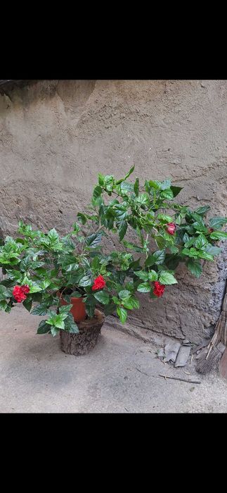 Гибискус (Китайская роза)