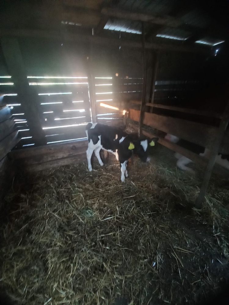 Vând vițea de 1 an și vițelucă de 1 lună