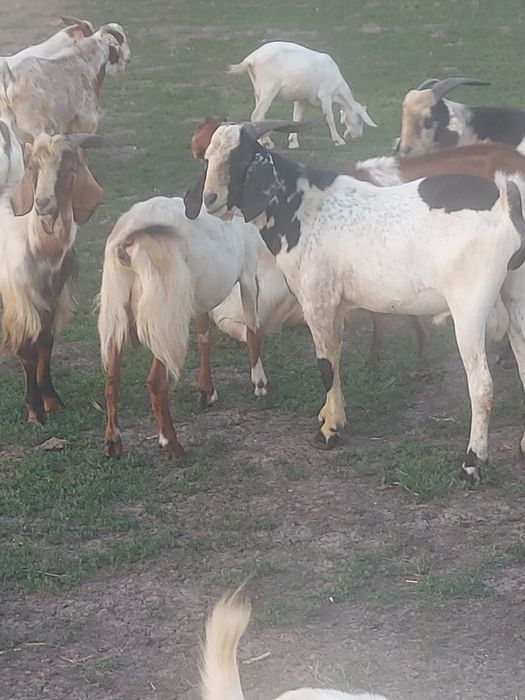 Vând țapi, capre și iezi de cea mai bună calitate metiși anglonubian