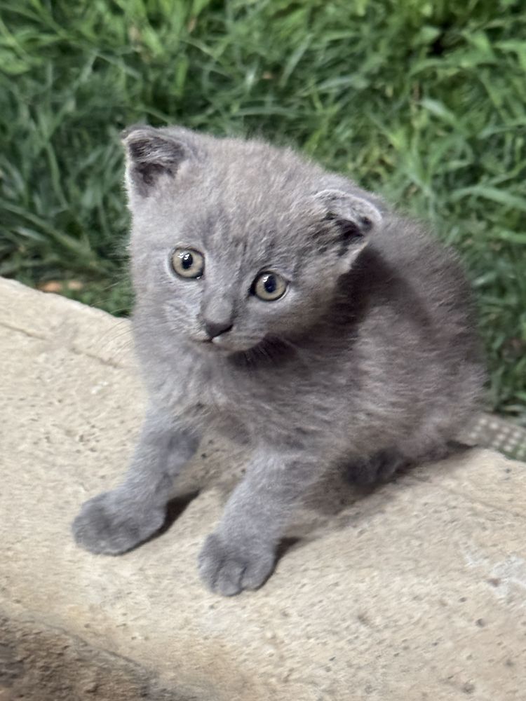 Скотиш фолд котята