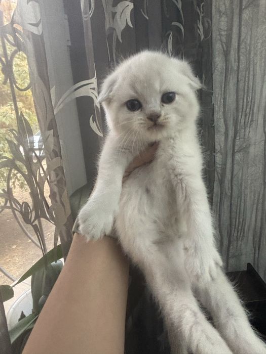 Продаются котята шиншиллы