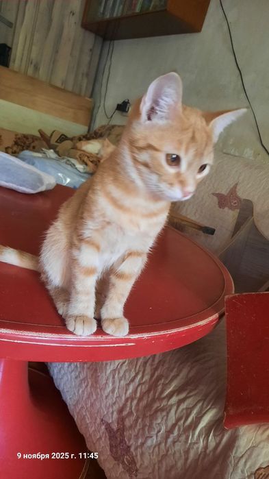 Котята трехмесячные