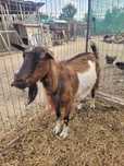 Vând 3 capre bune de lapte și 3 iezi( un țap și doua iedițe ]