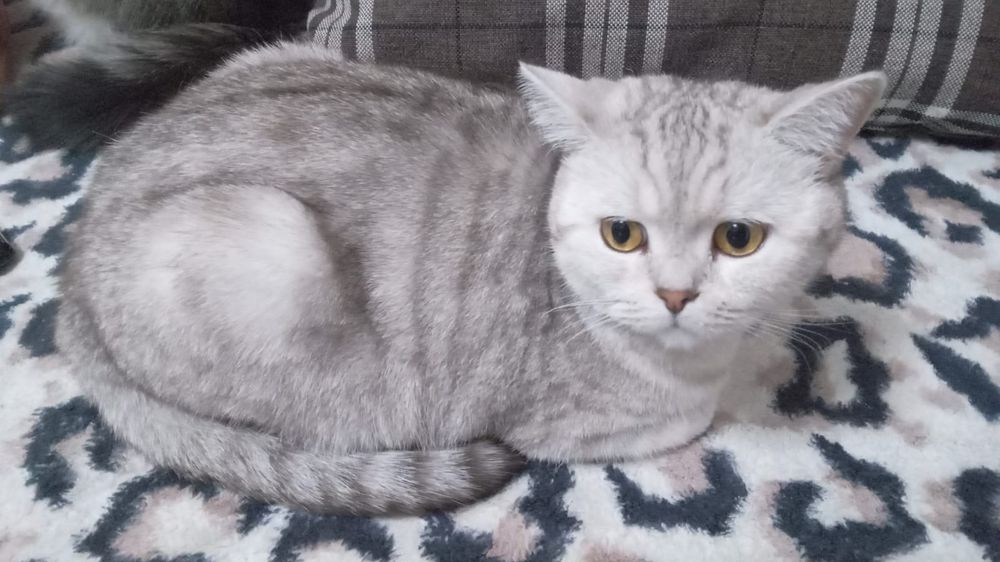 Кошка породистая