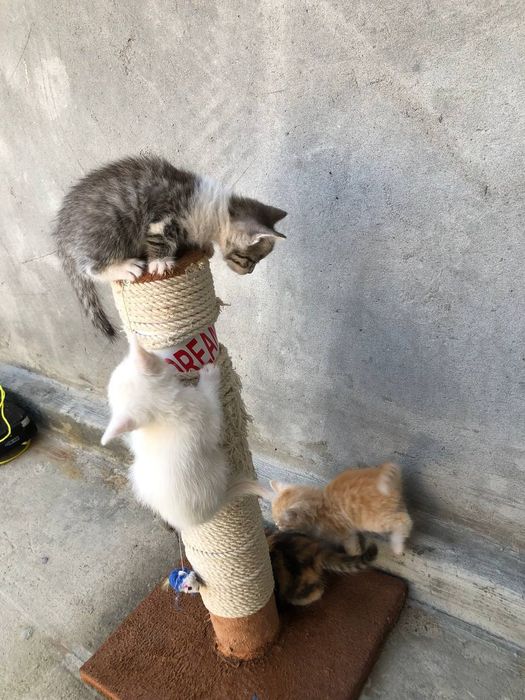 Отдам даром кошки