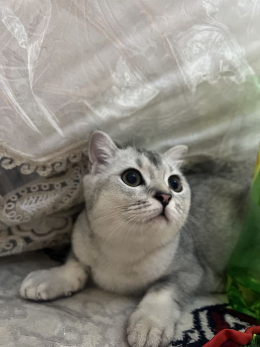 Продается кошка девочка (шиншила)