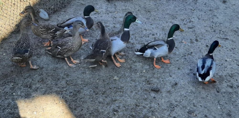 Продавам зеленоглави патици