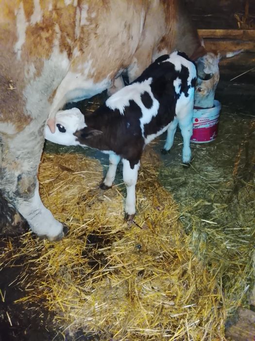 De vânzare viței de diferite marimi