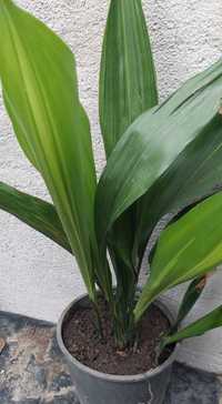 Vand Aspidistra Elatior , Pana Cocosului + alte plante