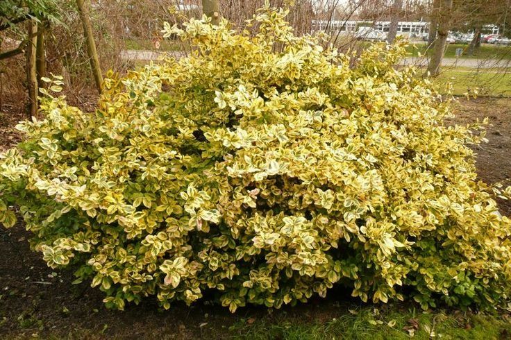 Evonimus (Euonymus) tufa sau glob   Ilex silver Queen