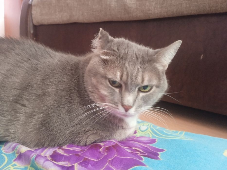 Кошка серый чыстый