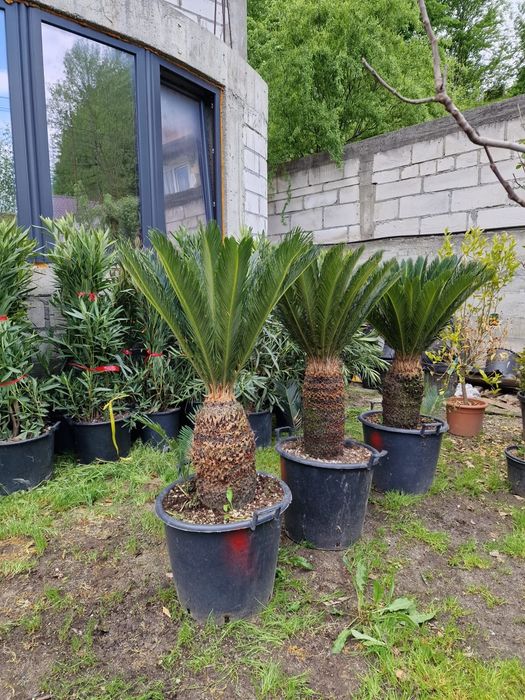 Vând palmier cycas revolut