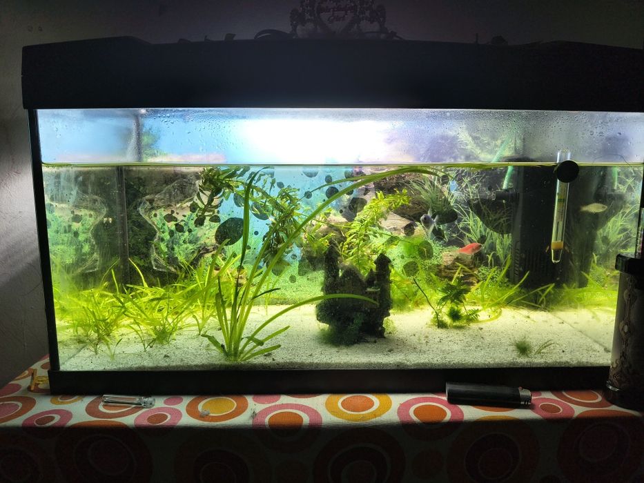 Vând acvariu 54L