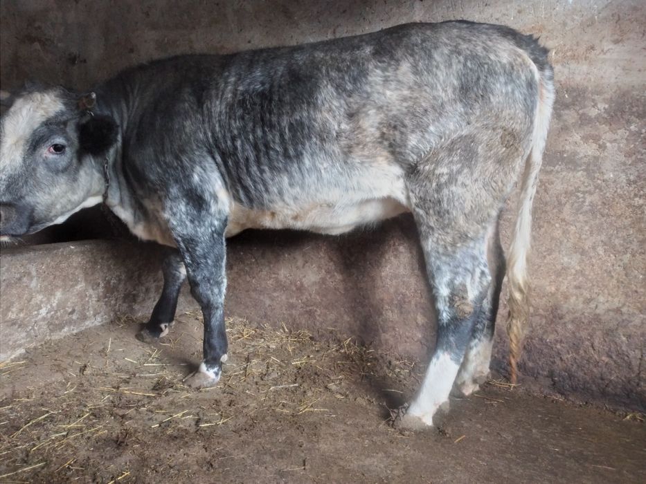 Junca belgiana de ținut