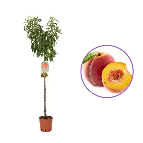 Pomi Fructiferi La Ghiveci  PIERSIC