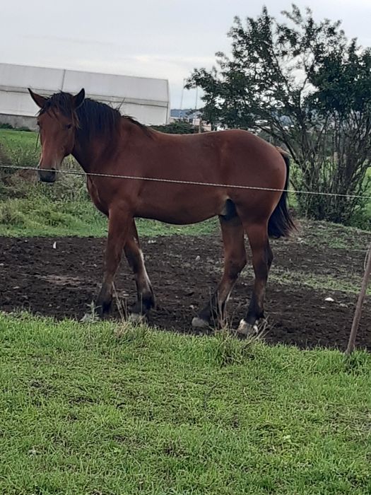 Vând mânz de un an și cinci luni