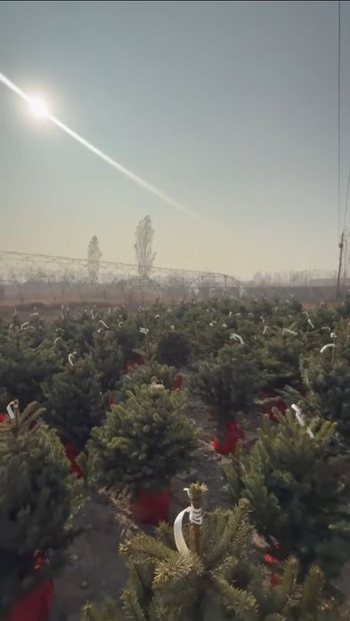 Голубая ель Арчалари