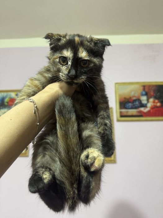 Скоттиш страт и  вислоушка фолд