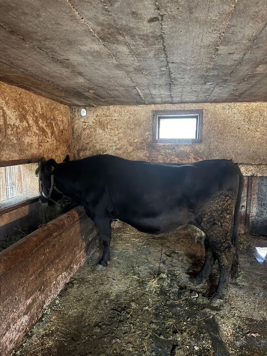 Vaca gestanta de vanzare