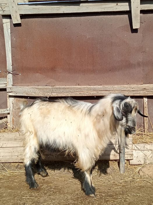 Теке сатылады.Жагдайы жаксы