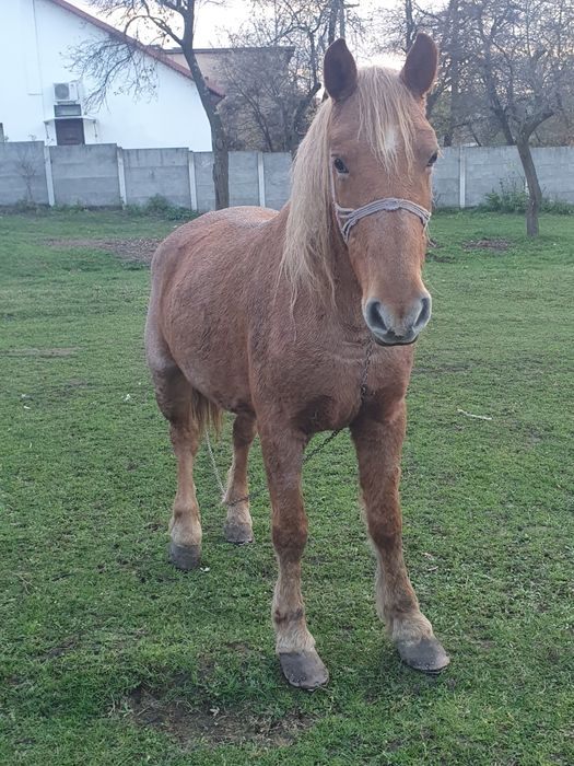Vând iapă cuminte, foarte bună de muncă
