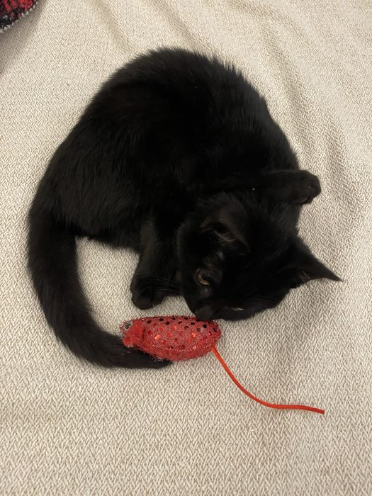 Домашний котенок