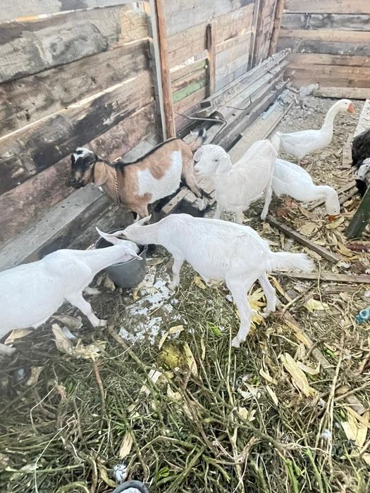 Обмен на баранов либо продам по 30тысечь тенге