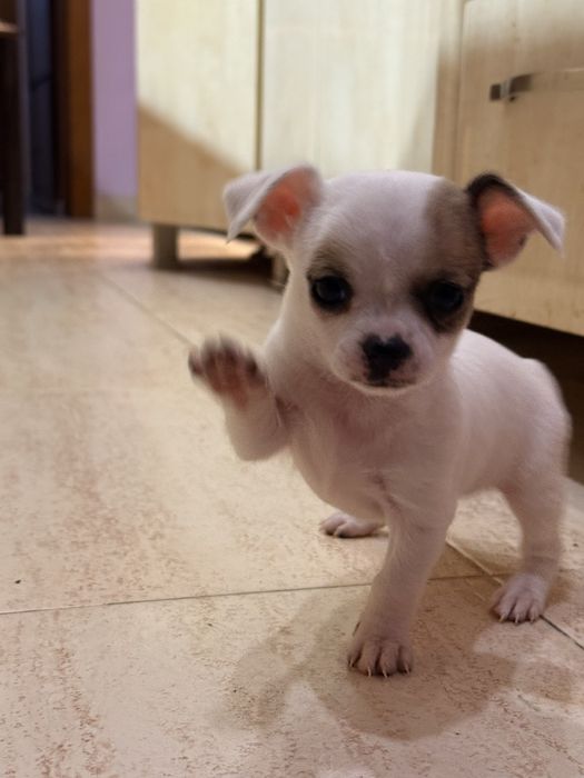 Продавам чихуахуа