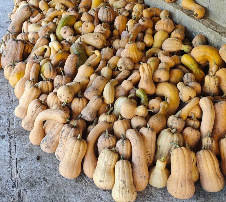 Продавам български тикви