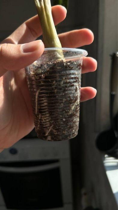 Алаказия бамбино alakaziya bambino