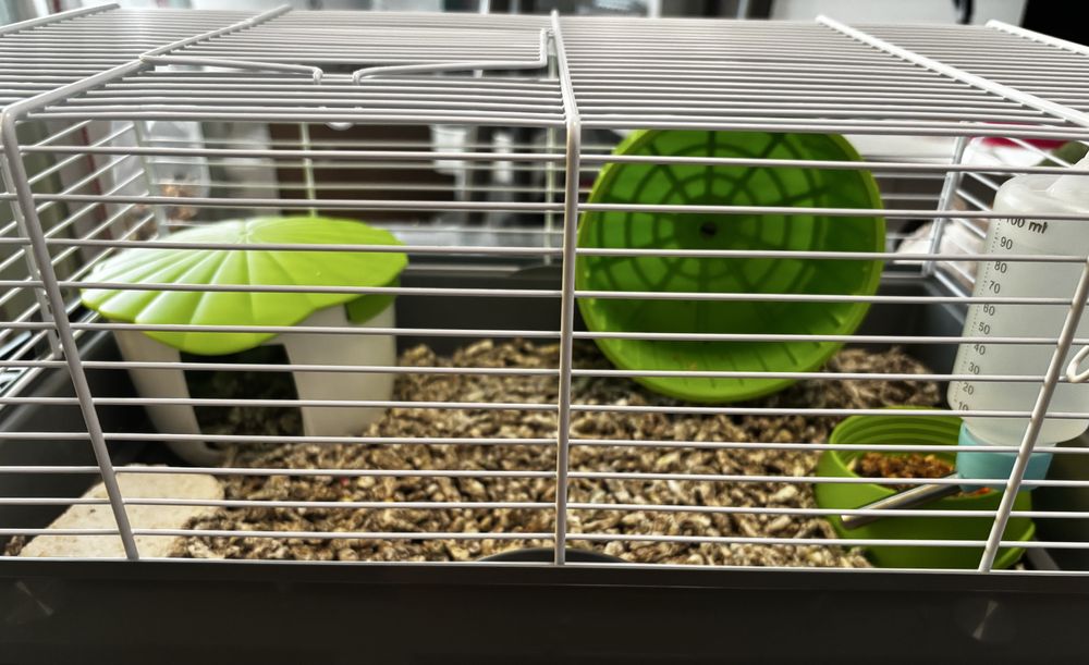 Vand Hamster pitic cu accesorii
