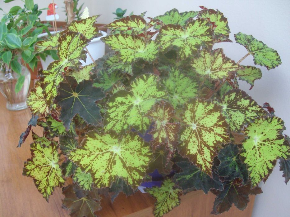 фотоапарат Praktica luxmedia 8303 8.2МРх 
редакция