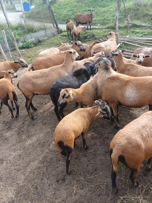 Berbeci de camerun