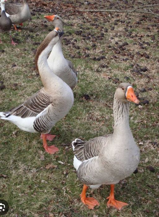 Rete. Bibilici si Gâște