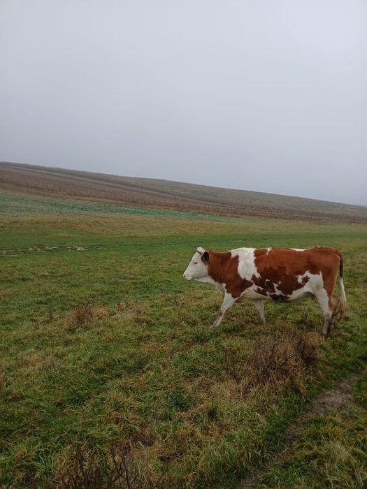 Vînd 2 vaci gestante