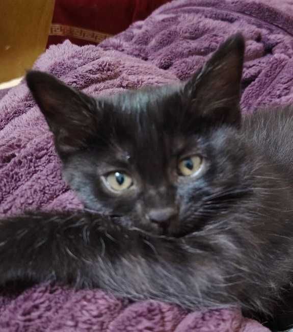 Котята домашние бесплатно в хорошие руки