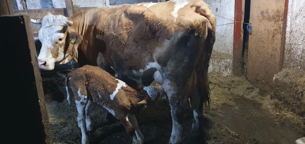Vând vaca baltata romanesca cu vitel
