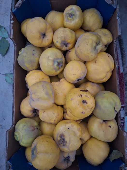 Продаёться Айва сочная ,вырощена без химикатов,полезно всего организма