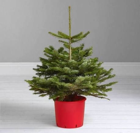 Продавам елхички дрянче клонки и букечета за ваза