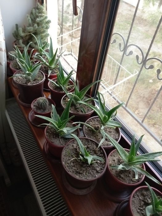 Домашние цветы!!